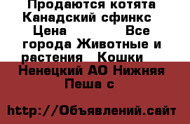 Продаются котята Канадский сфинкс › Цена ­ 15 000 - Все города Животные и растения » Кошки   . Ненецкий АО,Нижняя Пеша с.